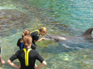 dolphins discovery cove orlando