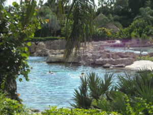 swim with manta rays at discovery cove orlando